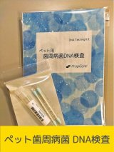 画像: 歯周病菌・DNA検査キット（イヌ用）[送料無料!!]