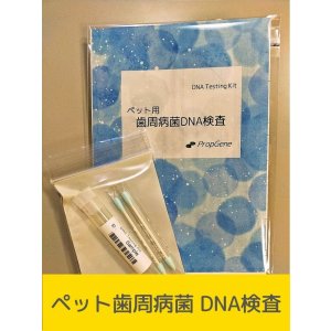 画像: 歯周病菌・DNA検査キット（イヌ用）[送料無料!!]